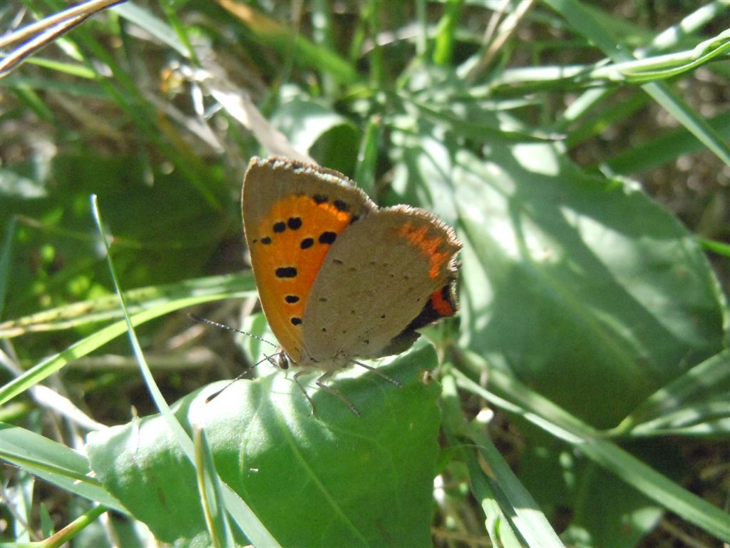 Lycaena phlaeas?